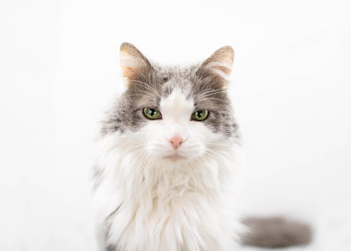 Cat Photography Portrait