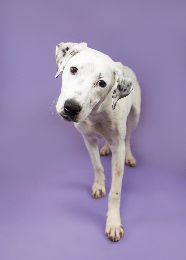 Dalmatian Photography Portrait