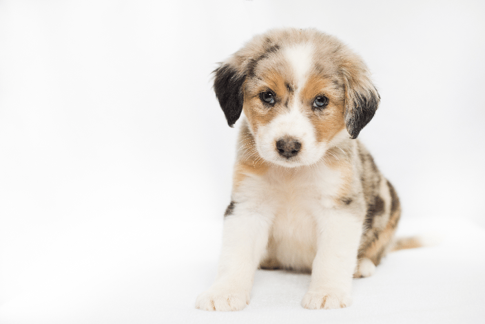 Puppy Photography Portrait