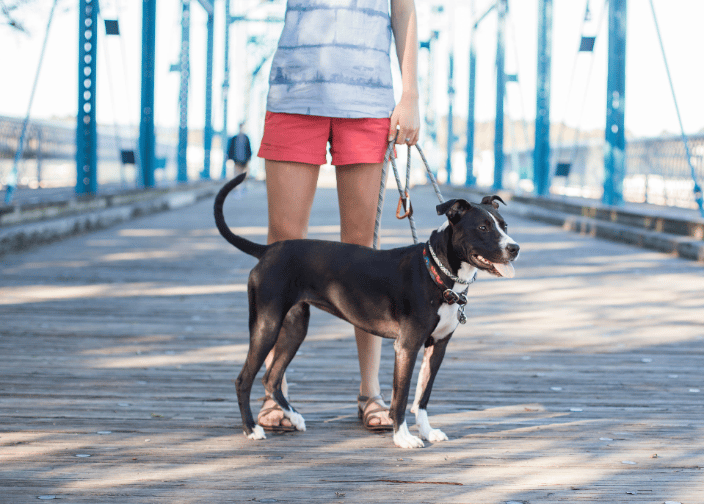 Dog Walk