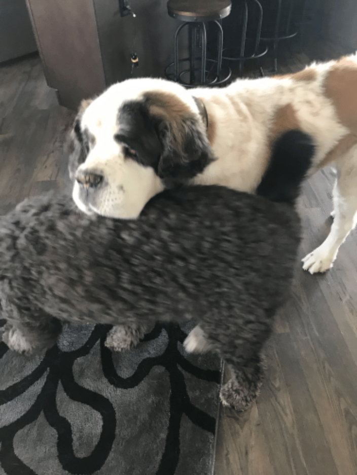 Kibo loving on his brother