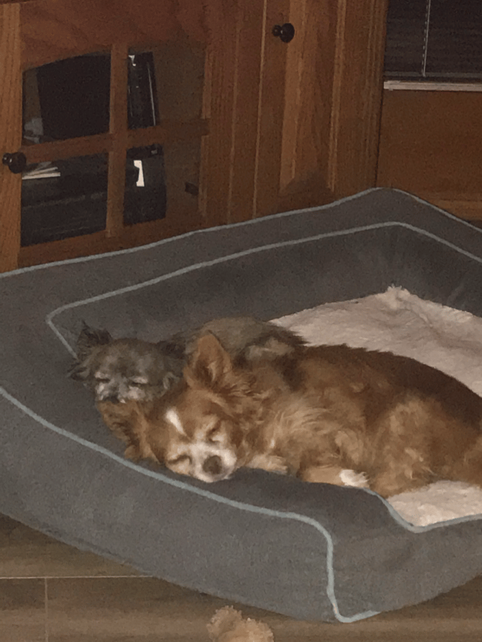 Tigger and Gracie