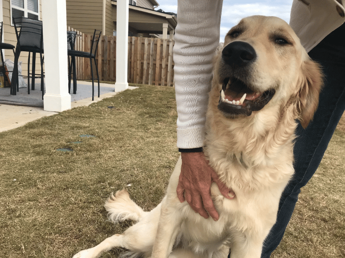 Sunshine is enjoying some lovin from her pet sitter