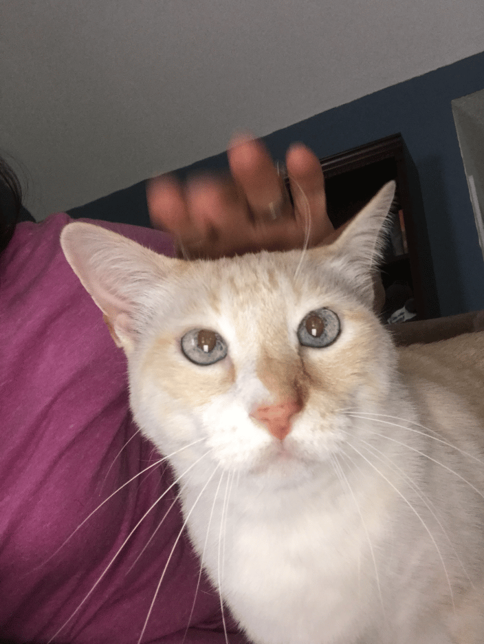 Kitty love!