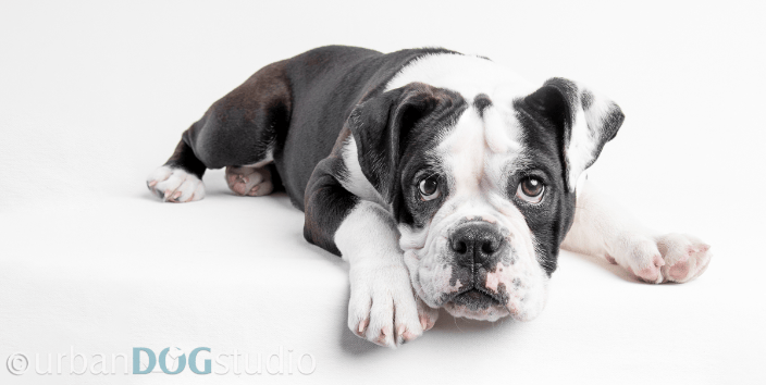 English Bulldog Puppy