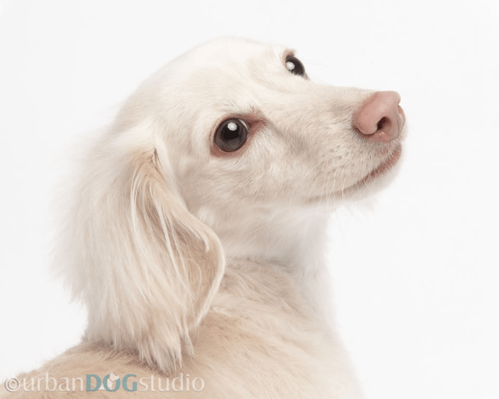 Dachshund