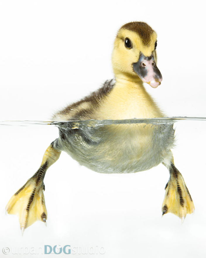 Duckling