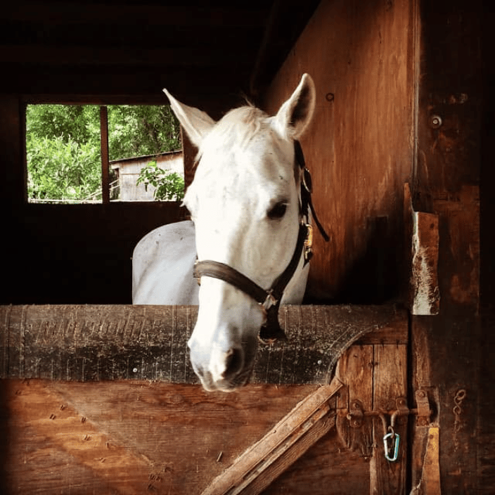 My horse Expressions, he past over the rainbow bridge in August