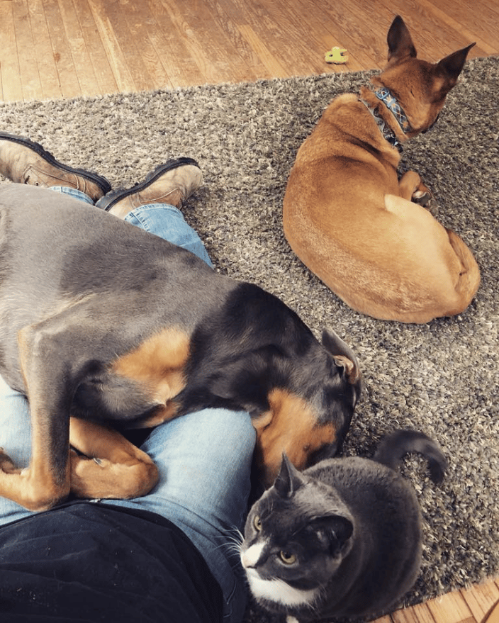 Angie's pet care discount