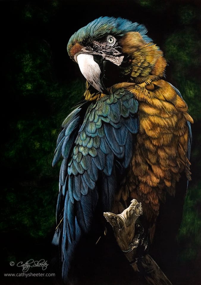 20"x14" Scratchboard Drawing of a Macaw Parrot