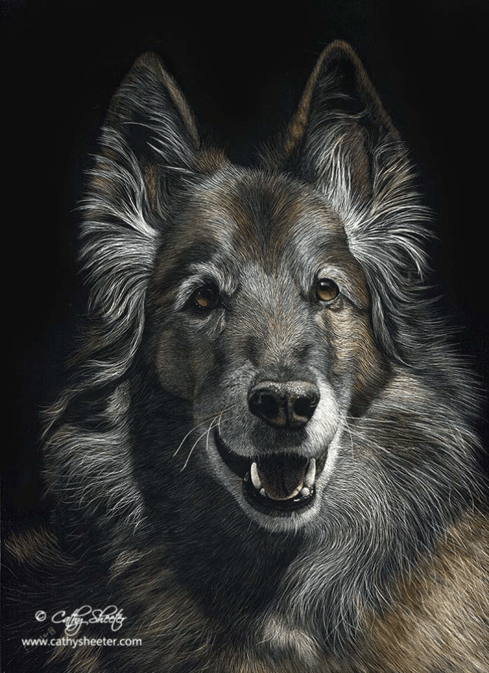 12"x9" Portrait of a Belgian Tervuren.  This is a drawing, NOT A PHOTO!