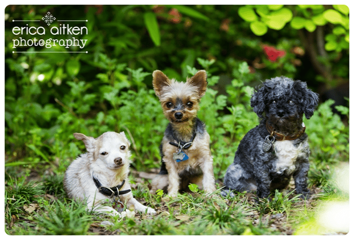 Trio of Dogs, a Photo by Atlanta Photographer Erica Aitken