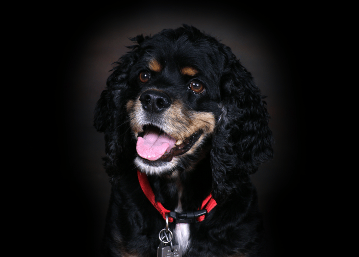 Dallas Cocker Spaniel