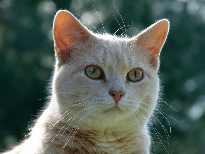 Buttercup Kitty