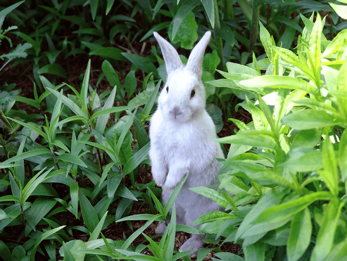 White Rabbit
