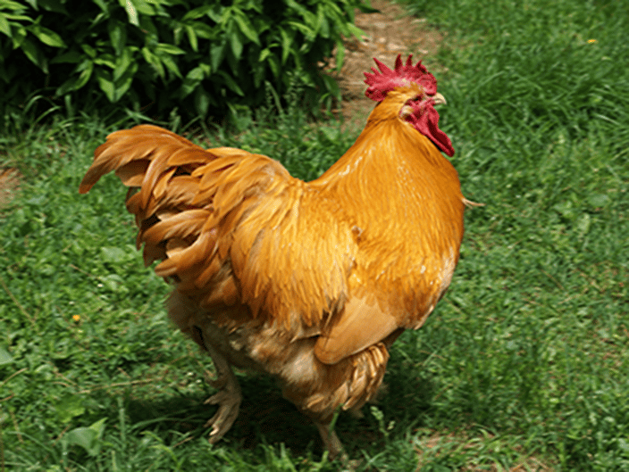 Rooster