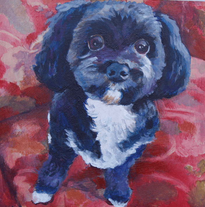 Barney the Havanese