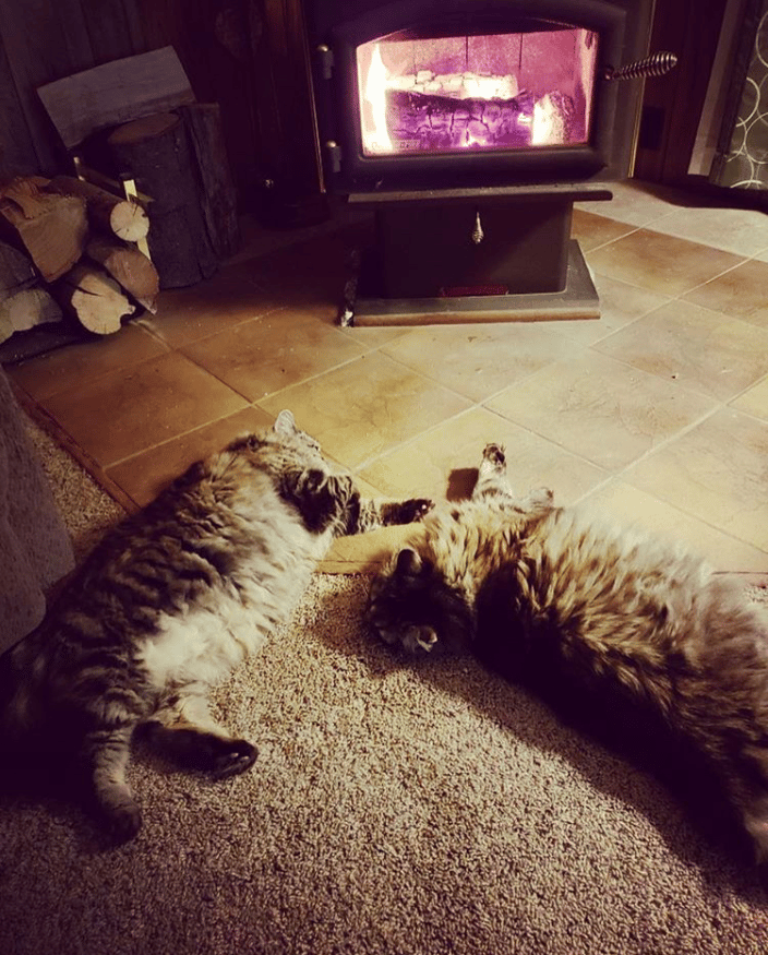 Overnight Care with Roxy & Tilly in South Lake Tahoe