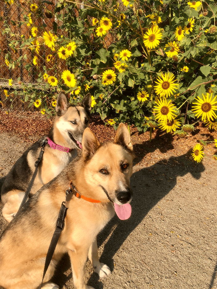 60-Minute weekly walk with Triton & Akira