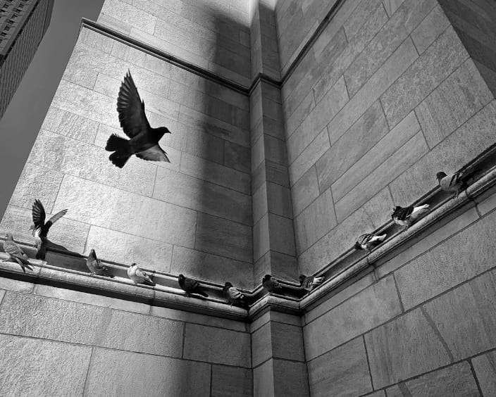 Birds