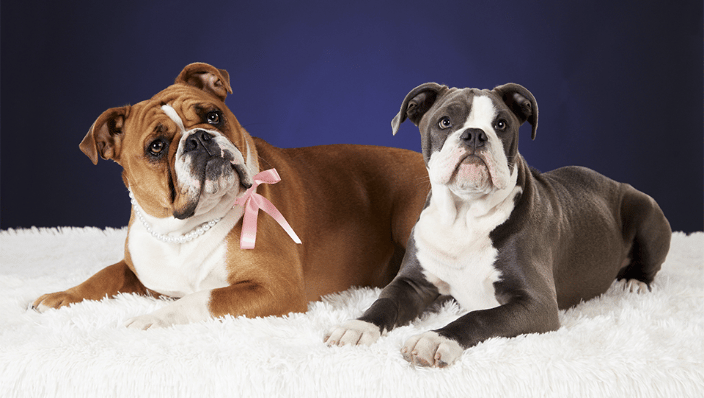 Marley & Lokie