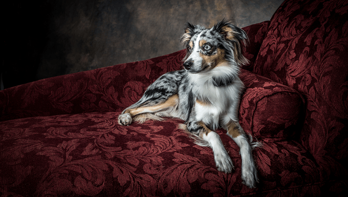 Australian Sheppard