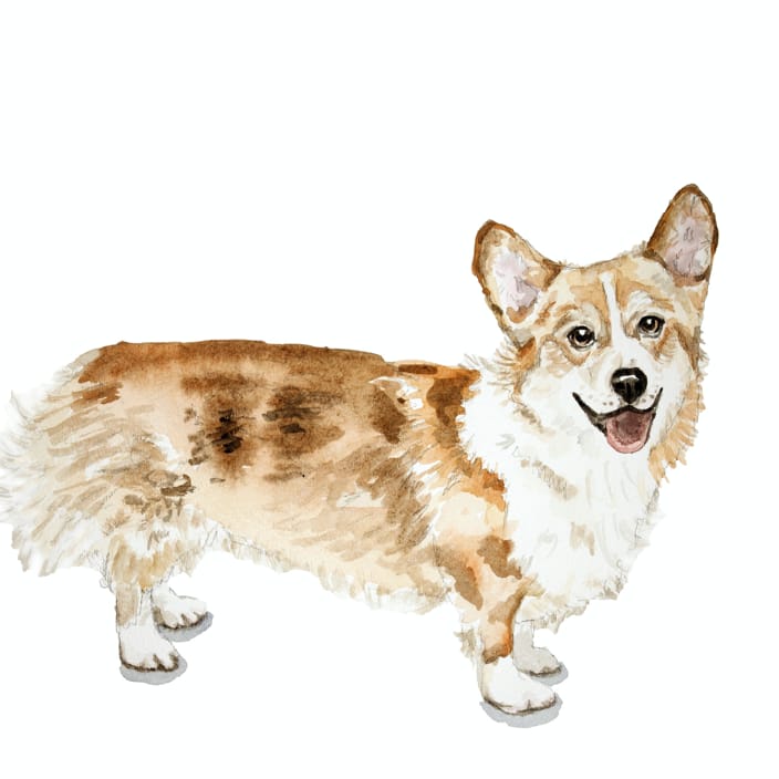 Corgi Watercolor Pet Portrait
