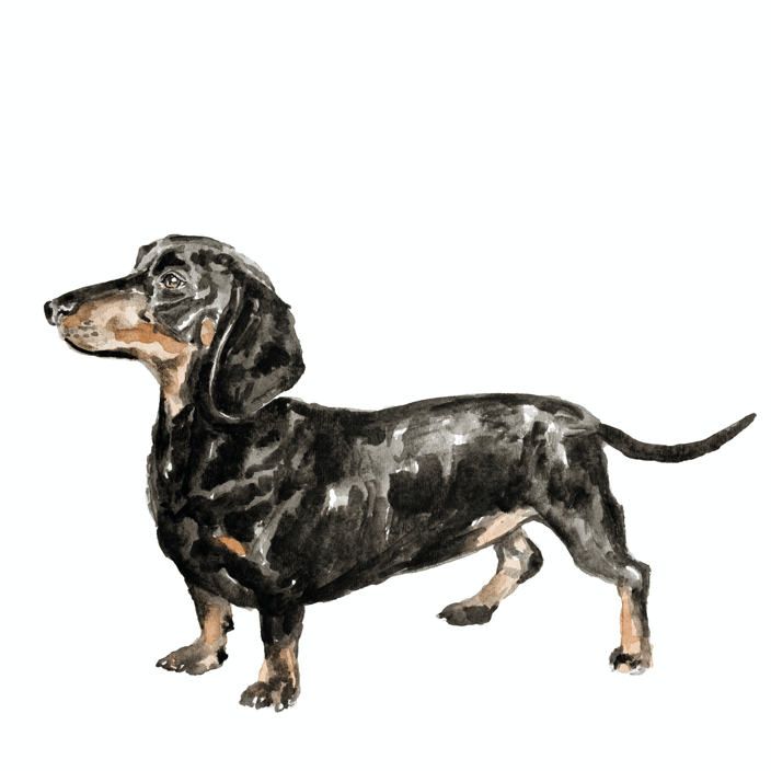 Dachshund Dog Portrait