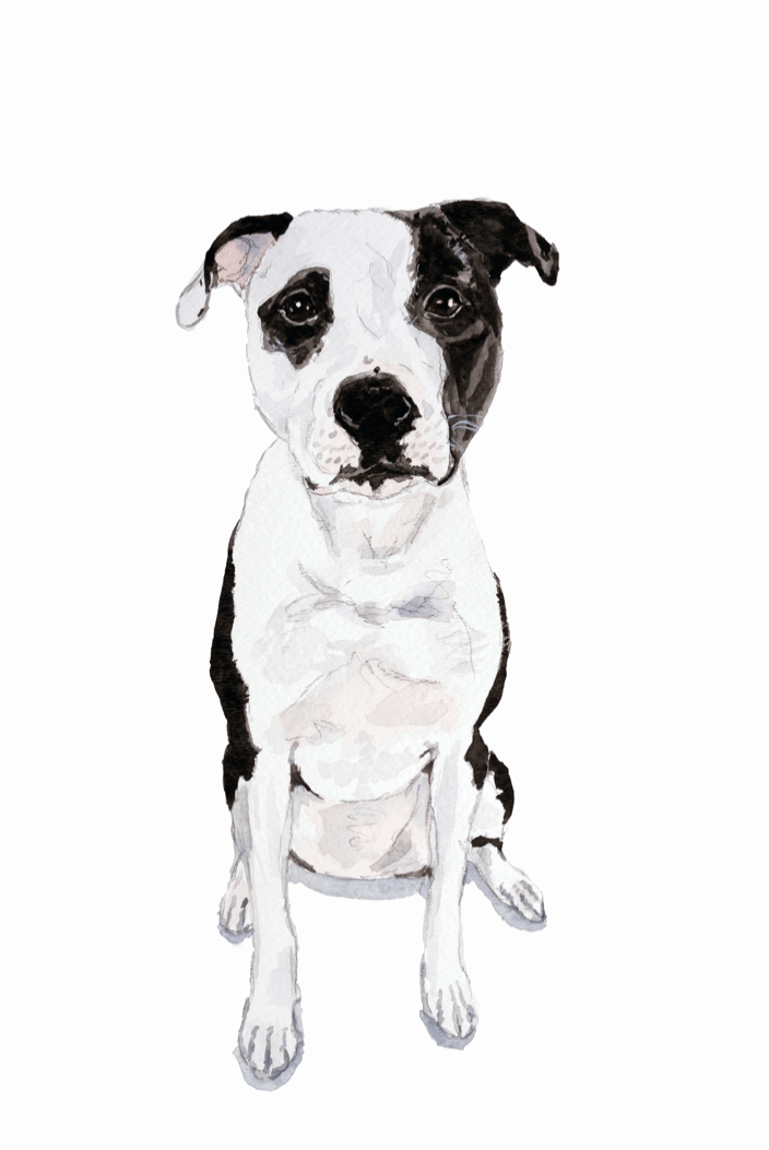 Pit bull Dog Portrait
