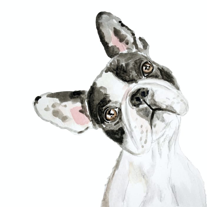 boston terrier pet portrait