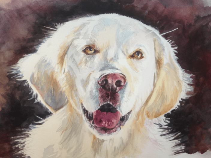 golden retriever