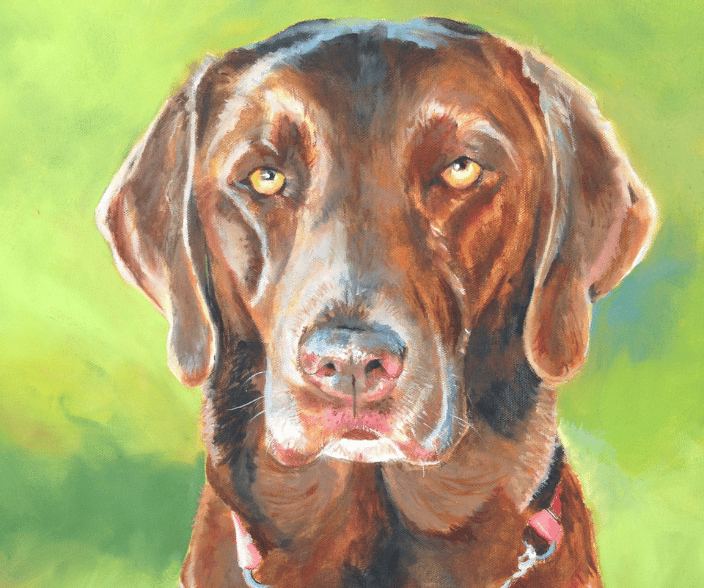 chocolate lab