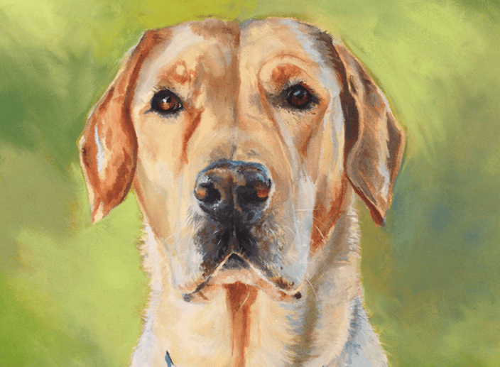 yellow lab