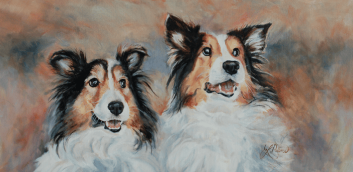 shelties