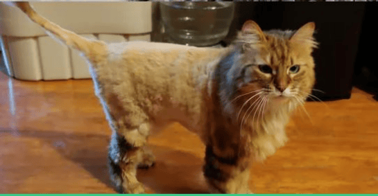 Lion Cut