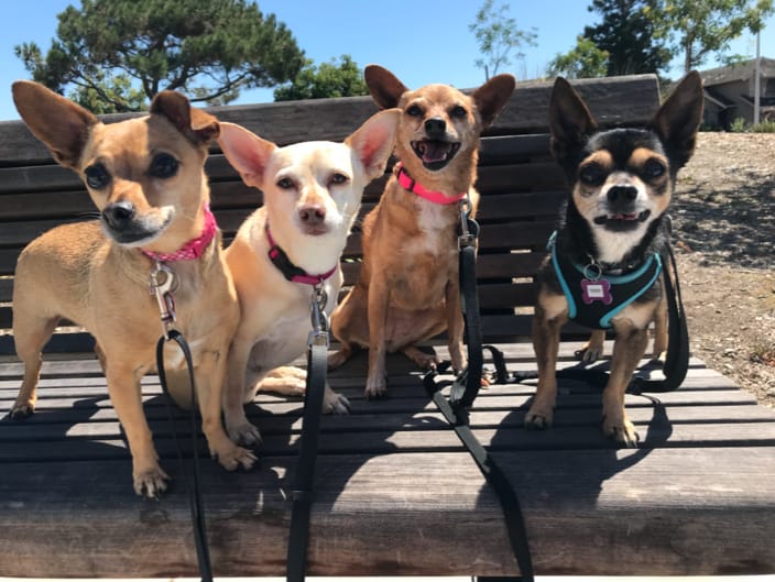 The Chihuahua walking gang!