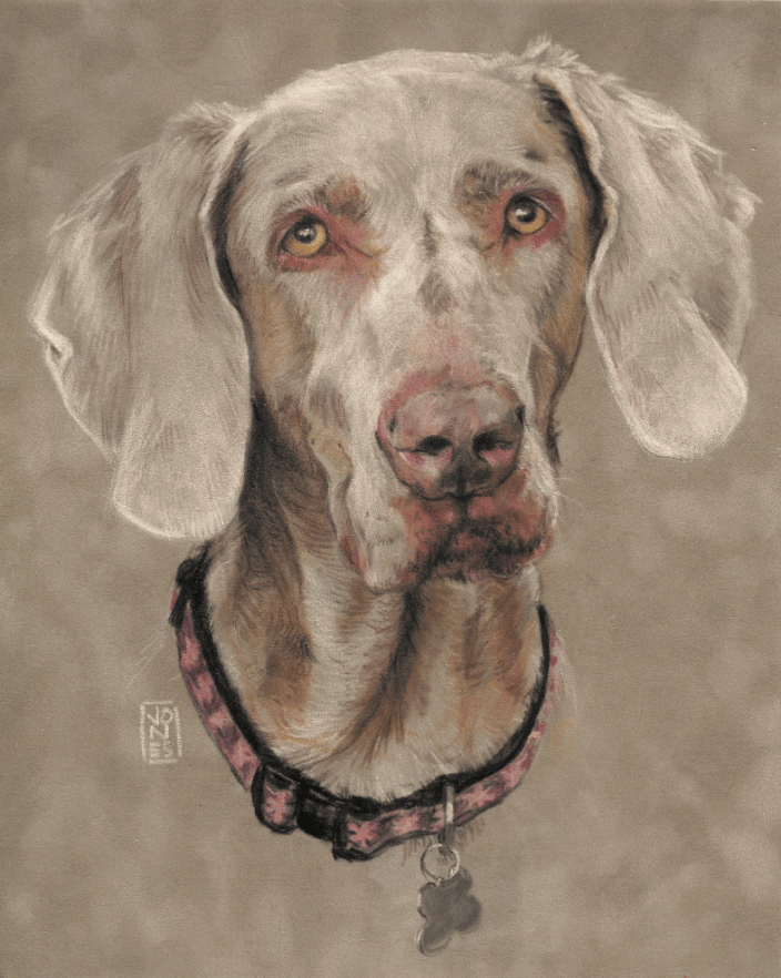 Commissioned 8x10" Weimaraner pastel on suede mat board $220 pride