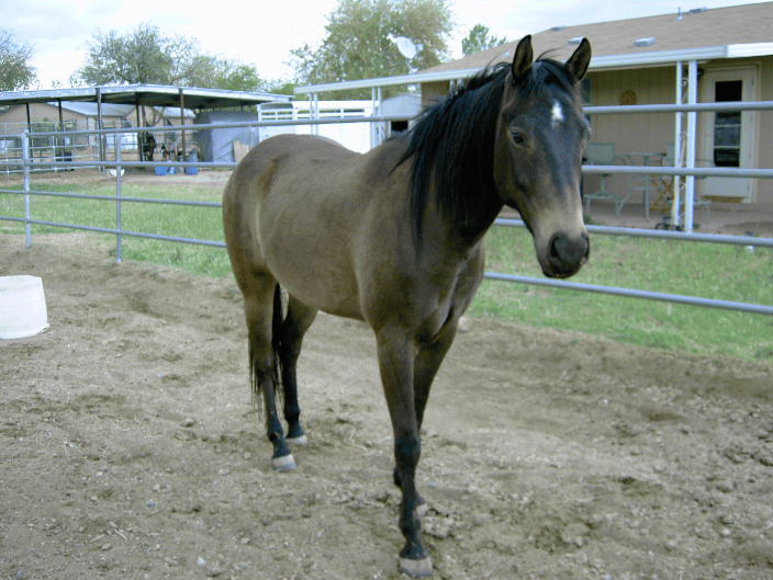 Firebolt-horse client