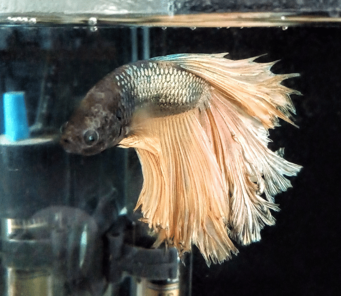 Tiko-fish client