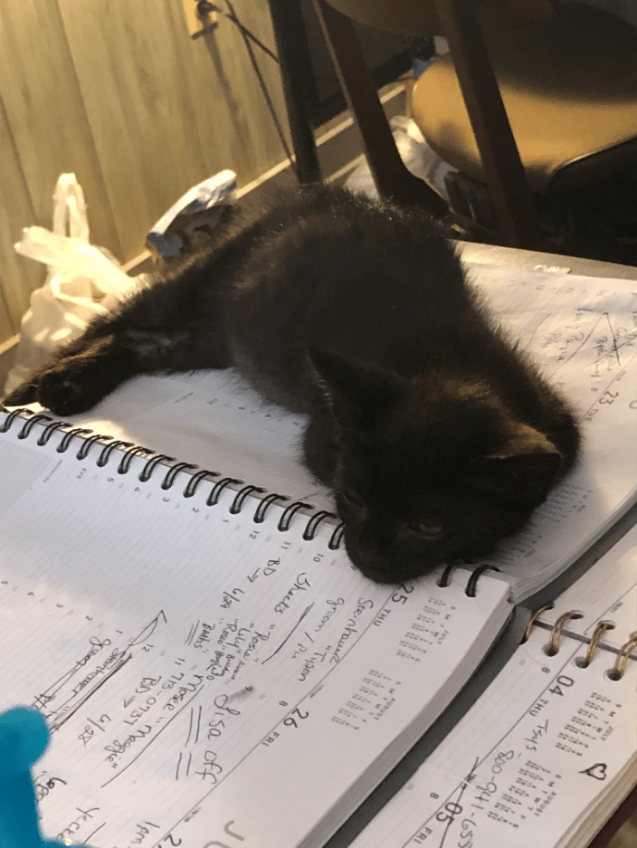 Kitten hard at work