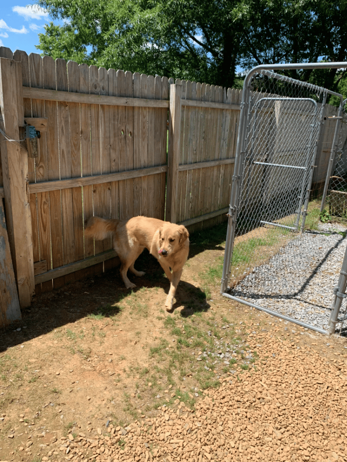 Retriever boarding with us 