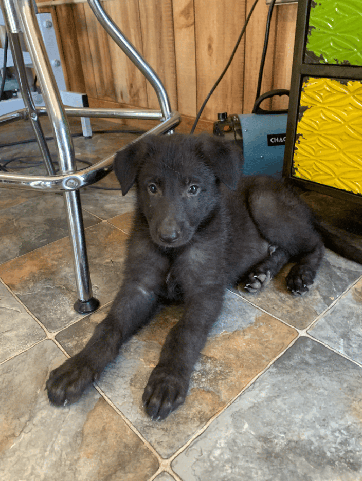 German Shepherd Puppy