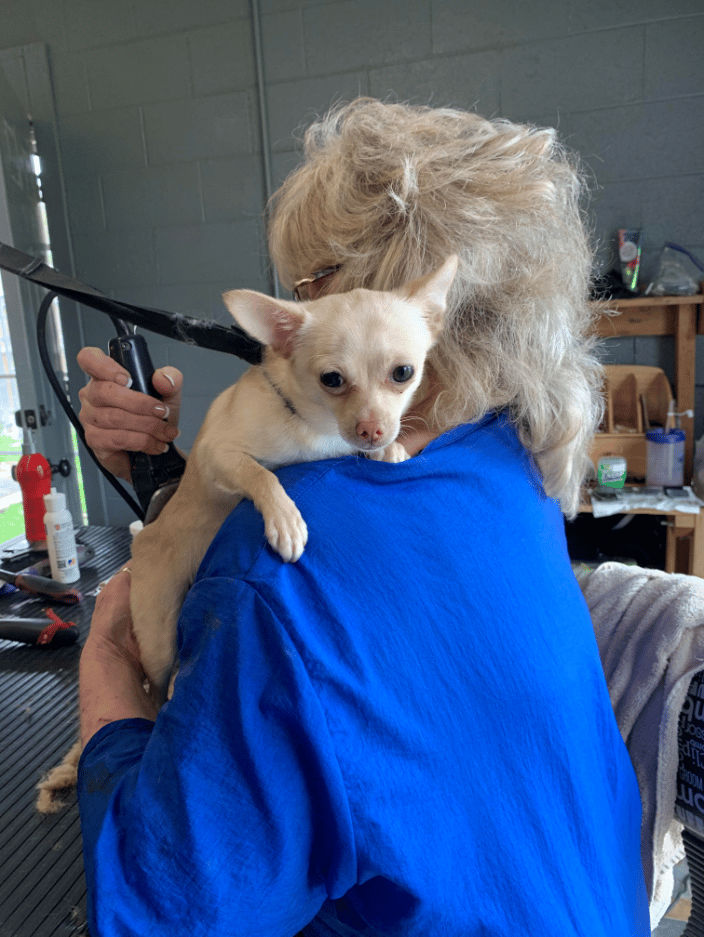 Chihuahua baby getting groomed
