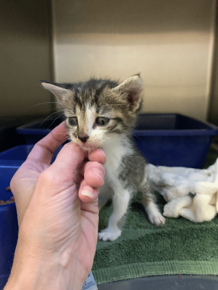 kitten boarding