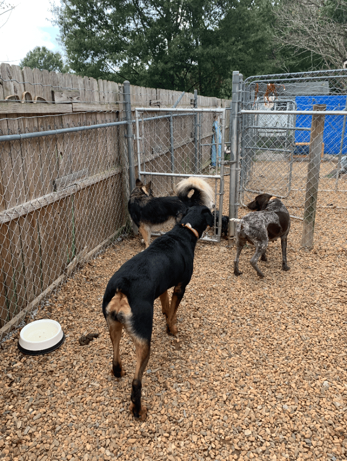 Boarding Playtime