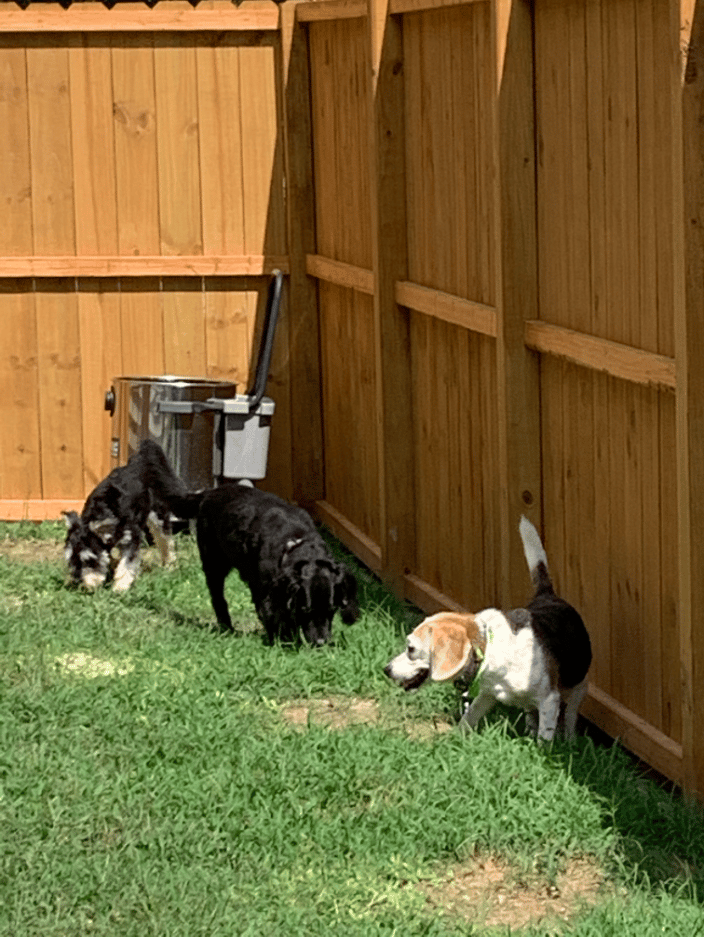 Playtime in Daycare 