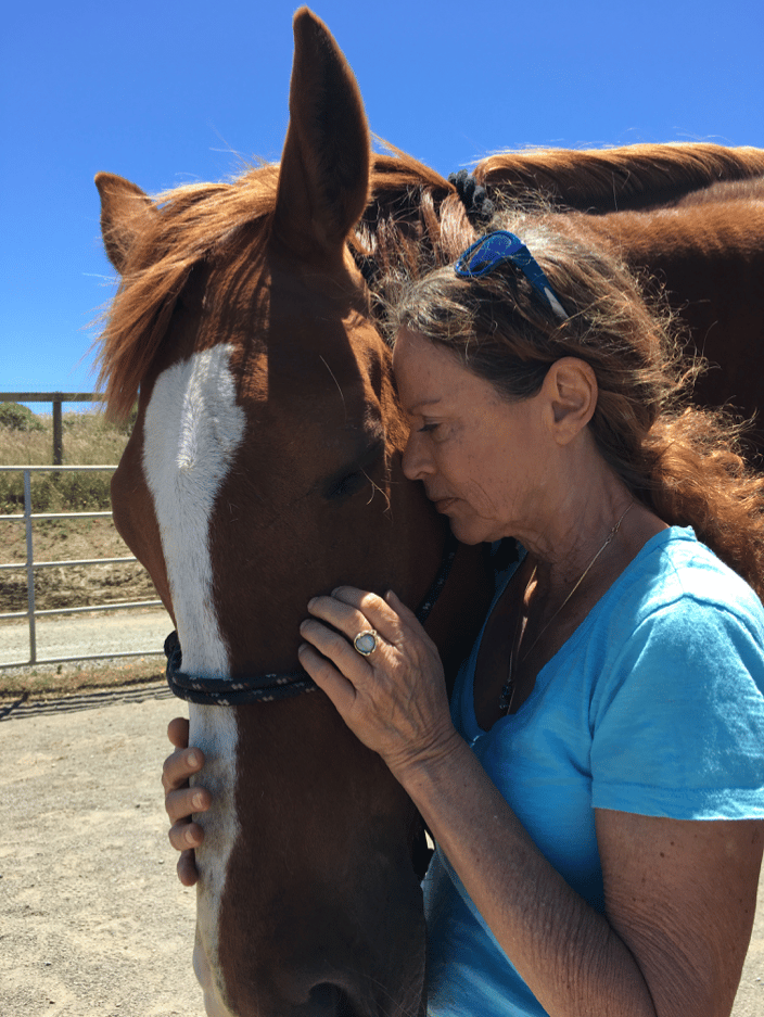 Rescue horses receiving Reiki Animal Healing