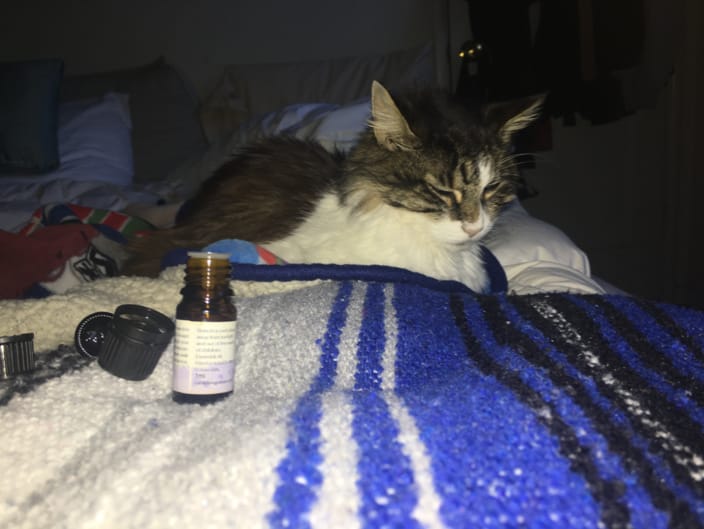 Healing session with Fluffy the cat 