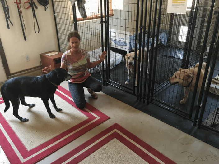 Rescue pups enjoying a Reiki Animal Healing session