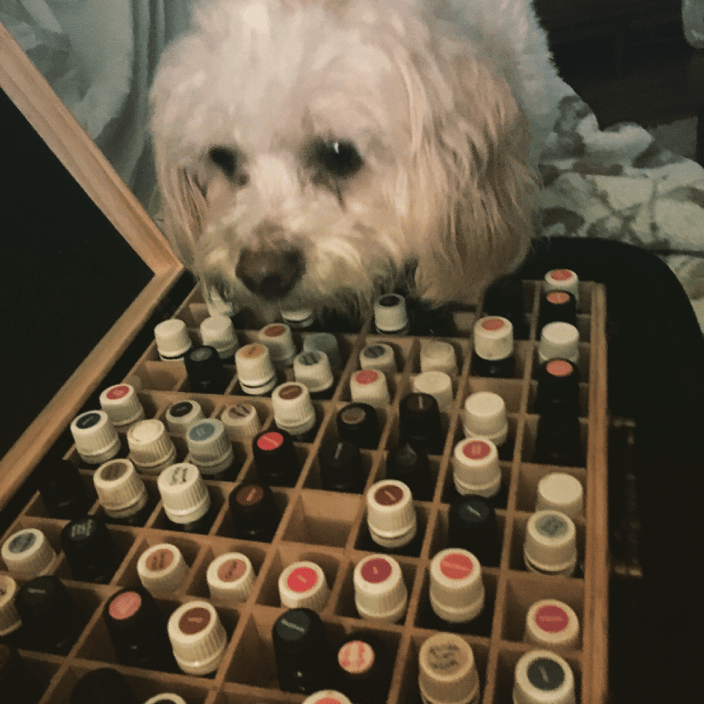 Rescue dog choosing her oils for her session